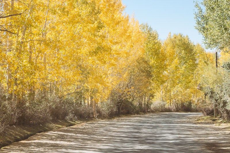 The incredible autumn colours of the trees
