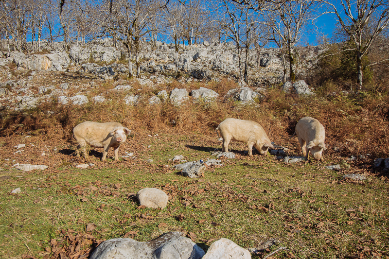 First visitors of the day